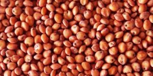 Red Sorghum Millet Seeds