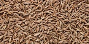 Cumin Seeds