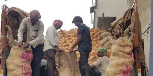 Semi Husked Coconuts