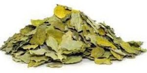 Organic Moringa Oleifera