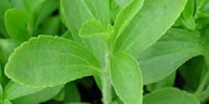 Alexandrian Organic Senna Leaves