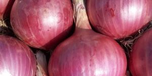 Onions