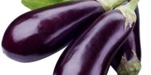 Fresh Brinjal