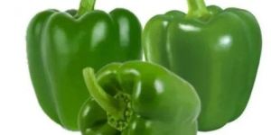 Fresh Green Capsicum