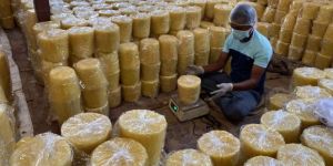 Gud Jaggery
