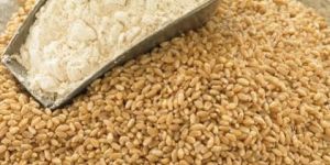 Wheat Flour