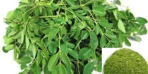Moringa Powder