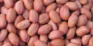 Groundnut