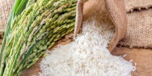 Rice