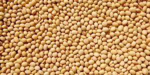 Soyabean