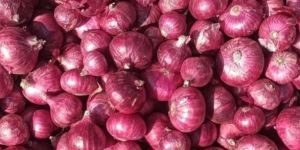 Big Onion
