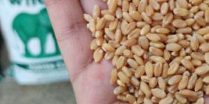 Wheat Grain Lokwan