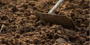 Organic Desi Cow Compost