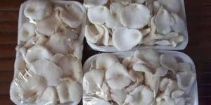 Oyster Mushroom