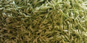 White Mullai Loose Flower