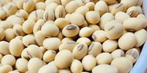 Soyabean