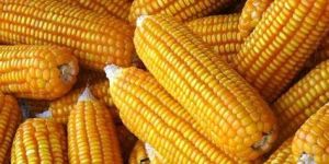Yellow Corn