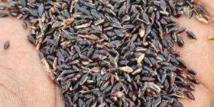 Natural Csv 33 Mf Fodder Seeds