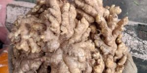 Fresh Ginger