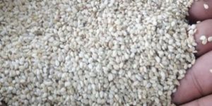 Sesame Seeds