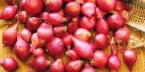 Fresh Sambar Onion