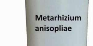 Metarhizium Anisopliae Bio Pesticide