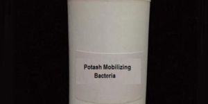 Potash Mobilizing Bacteria