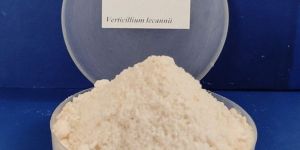 Verticillium Lecanii