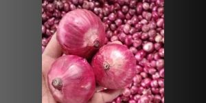 Onion Best Quality