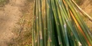 Bamboo Poles