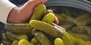 Gherkins Processed Acetic Acid