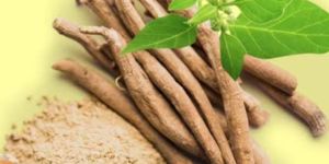 Withania Somnifera Capsules