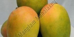 Fresh Kesar Mango