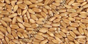 Natural Wheat Seeds