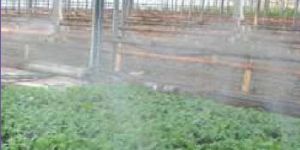 Greenhouse Fogging System