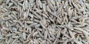 Cumin Seeds