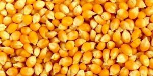 Yellow Maize for Human Consumption