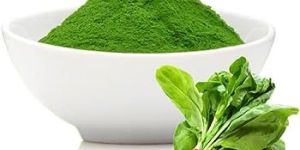 Dehydrated Spinach Powder