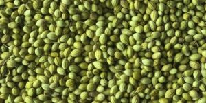Parrot Coriander Seed