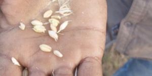 Wheat Grain