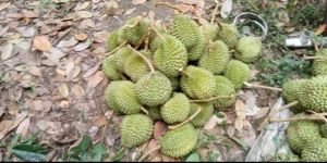 Durian Fruit
