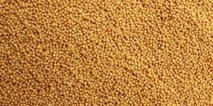 Small Yellow Mustard Seeds