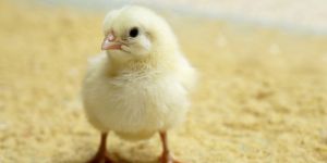 Day Old Broiler Chicks