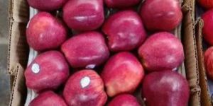 Red Delicious Turkey Apple