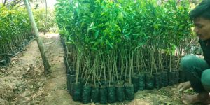 Orange Grafted Plant