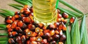 Palm Kernel Oil