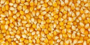 Yellow Maize