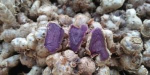 Meghalaya Black Ginger