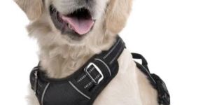 Dog Harness