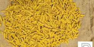 Turmeric